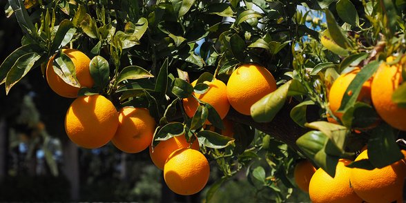 apelsin marknadsföring digital traditionell