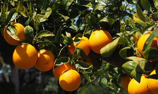 apelsin marknadsföring digital traditionell